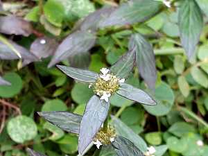 Oldenlandia auricularia_1.jpg